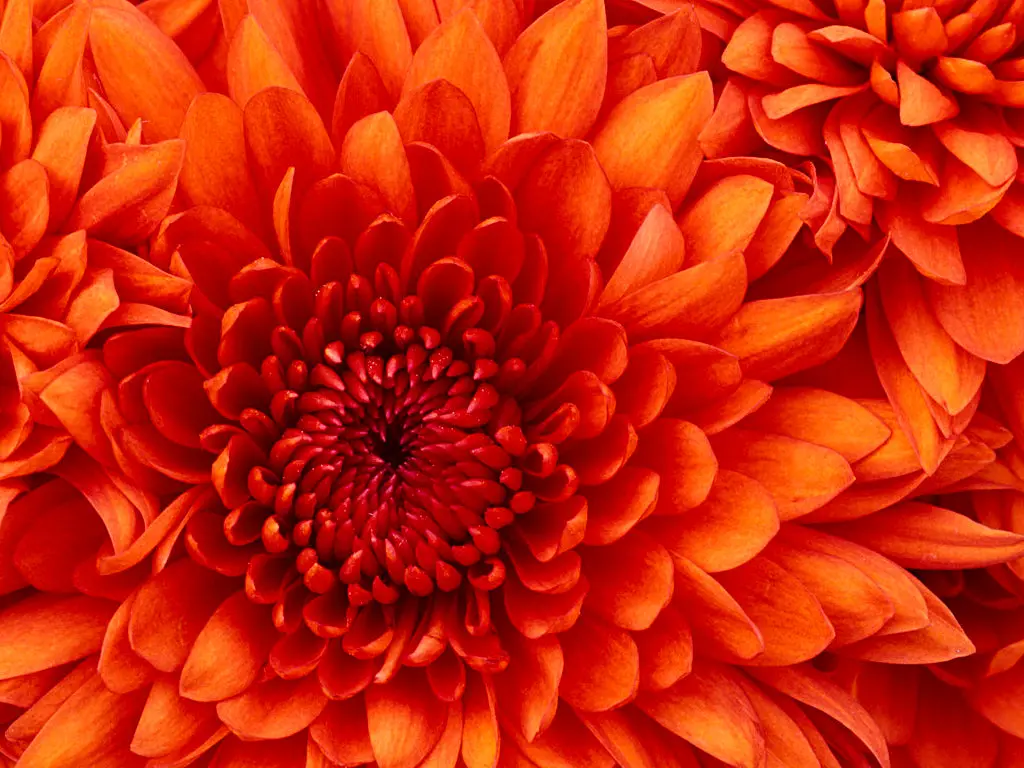 Copy Of Image Test 1